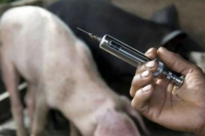 猪发烧能不能用青霉素加柴胡去治疗,二者搭配使用可以起到退烧效果