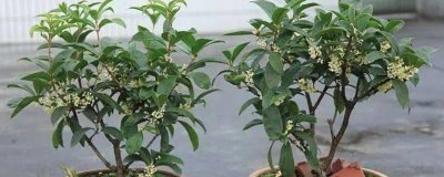 佛顶珠桂花苗的价格,批发价约2-3元/棵