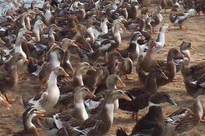 麻鸭有多少个品种,品种较多常见以下7种