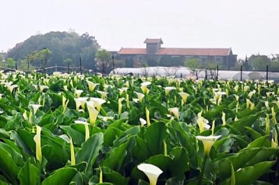 海芋怎么繁殖，常用方法为扦插