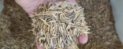 燕麦种子怎么挑选，首先要检查种子的合格证