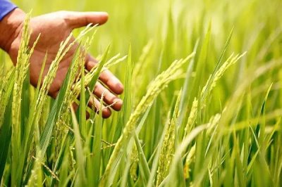 恒优068水稻品种简介,全生育期121.7天