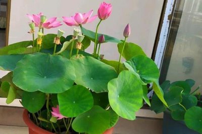 碗莲怎么养,一年四季都可以播种