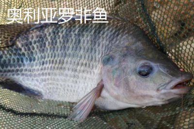 罗非鱼的品种,品种多为杂交培育而来的