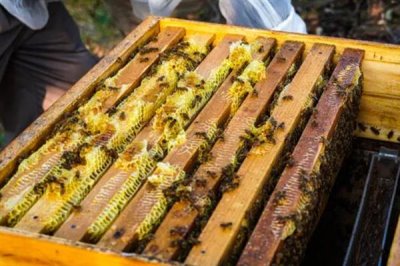 中华蜜蜂怎么养殖,温度较高时要在蜂箱四周洒水降温