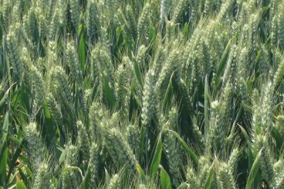 许麦1706小麦品种的特性，每亩适宜基本苗18～22万