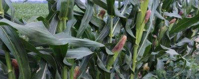 西大918玉米品种简介，该品种属中熟杂交玉米