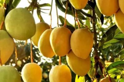 种植芒果的环境条件，适宜生长的温度在25℃左右