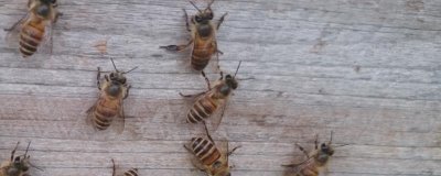 如何防治中蜂爬蜂病,需根据具体病害选择药物