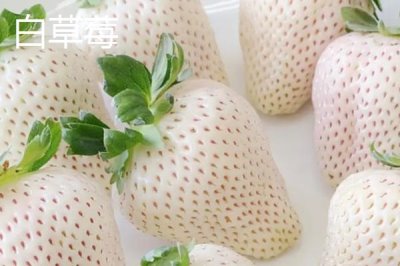 白草莓和菠萝莓有什么区别,产量低的价格自然贵