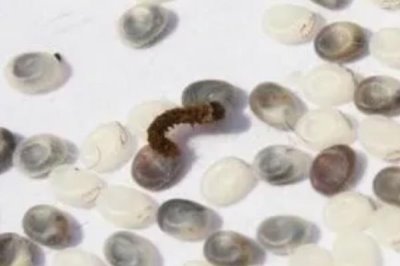 蚕宝宝的生长过程,整个生长期共50天左右