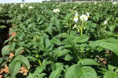 土豆只长秧不结薯怎么办,首先选择脱毒、极早熟或早熟的优良品种