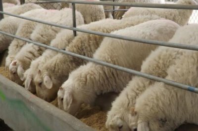 新手养羊要注意什么,分群饲养并做好免疫接种等工作