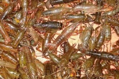 养10亩龙虾能赚多少钱,大约可赚10万元左右