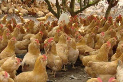 广东湛江的特产，吴川月饼在南宋时期便已开始制作