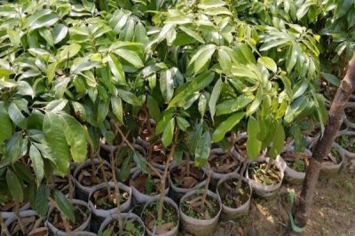 白蜡荔枝苗的价格,约20-30元/株左右