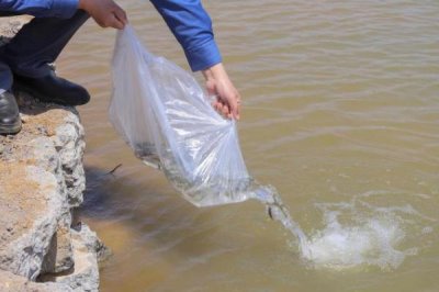 黔鱼是什么鱼，是北美洲主要的鲶鱼品种