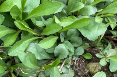 河南野菜的种类,你吃过哪几种