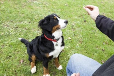 让狗狗学会飞盘训练方法,先培训狗狗对飞盘的兴趣