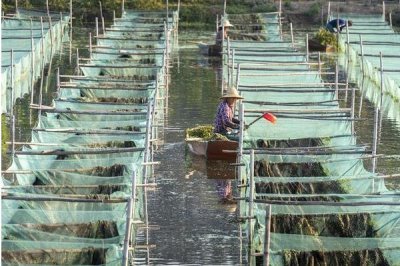 养殖黄鳝的误区，容易出现种苗选购不当、饲料选取不当等问题