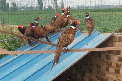 农村养什么动物可以赚钱,毛驴、鹅、野猪等动物值得选择