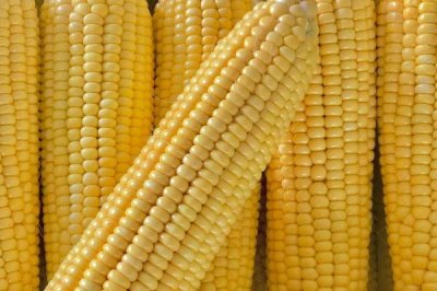 DG1909玉米品种的特性,适宜在肥力中上等的地块种植