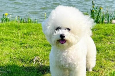 比熊一直咳嗽的原因,可能是感冒严重或支原体感染等