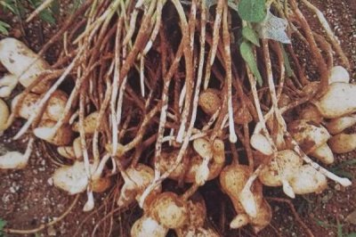 花生追肥时间,苗期和开花结荚期均可施肥