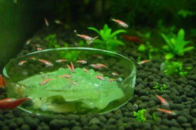 红斑马鱼褪色的原因，未投喂增色饲料、缺少光照、生病均会引起