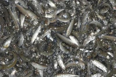 2-3厘米的草鱼苗吃什么,浮游类生物和小型水生动物是不错的选择