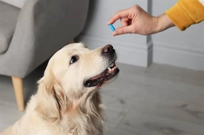 狗狗食欲不振的原因，可能是生病了