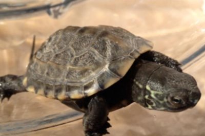 乌龟很虚弱不进食怎么办，将鱼肉虾肉切碎喂进它嘴里