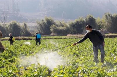 磷酸二氢钾叶面肥的使用方式,一般使用叶面喷施的方式