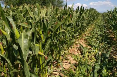 金粮527玉米品种的特性，密度6000株/亩左右