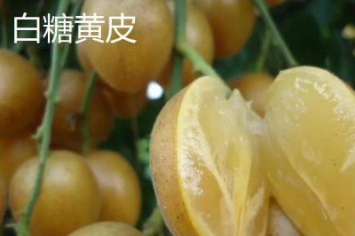 黄皮果品种介绍,这4种非常受欢迎