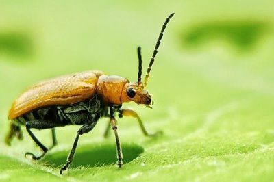 吃黄瓜叶的飞虫是什么，有斑潜蝇、黄守瓜、白粉虱、蚜虫等