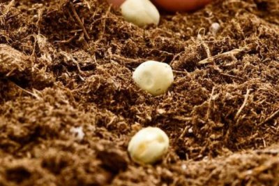 种植豌豆的时间和方法，南方地区可在2月份或10月份播种