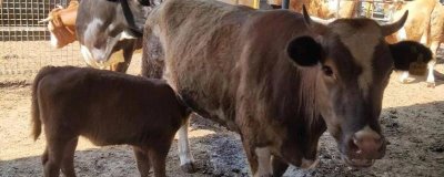 母牛多久没产出小牛就算难产，超过8小时即为难产表现