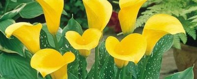 马蹄莲的养殖注意事项，施肥时肥水不可浇在叶片上