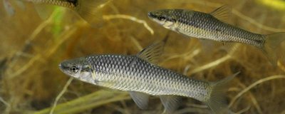 麦穗鱼吃什么，喜欢吃活食