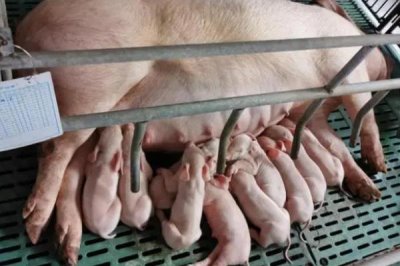 哺乳母猪的摄食量为什么比较少,原因包括温度不适、便秘、产后感染