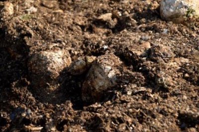 判断饼肥是否完成发酵的方法,轻微成团、散发出酵甜味便表示成功发酵