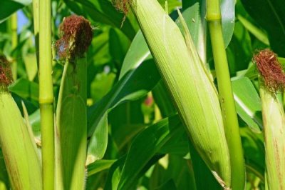 德单179玉米种子特征特性,高抗茎腐病