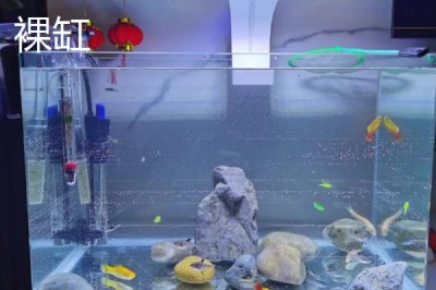 成品鱼缸与裸缸对比,二者各有优点