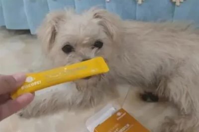 狗狗食欲不振的原因，可能是生病了