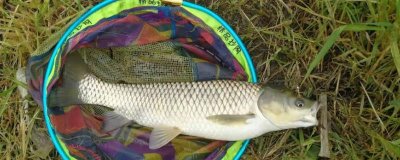 秋天钓草鱼的技巧,垂钓前可用玉米等饵料打窝