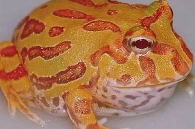 角蛙怎么饲养,每隔2天换一次水