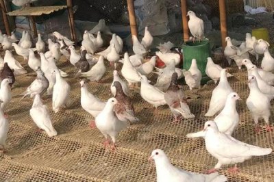 种鸽培育的注意事项,这四点需掌握