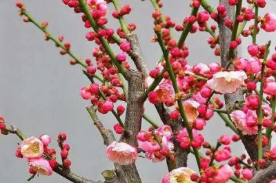 梅花的施肥方法，首先确保基肥的充足