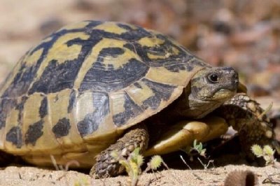 赫曼陆龟成年需要养几年,需要3-5年的时间